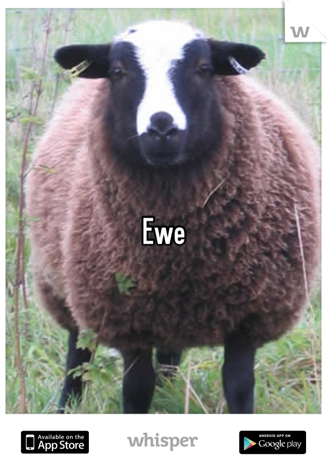 Ewe