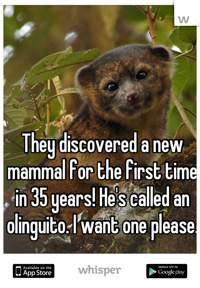They discovered a new mammal for the first time in 35 years! He's called an olinguito. I want one please.