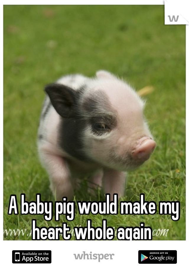 A baby pig would make my heart whole again 