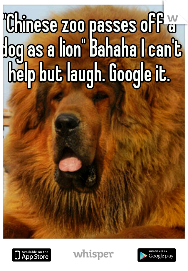 "Chinese zoo passes off a dog as a lion" Bahaha I can't help but laugh. Google it. 