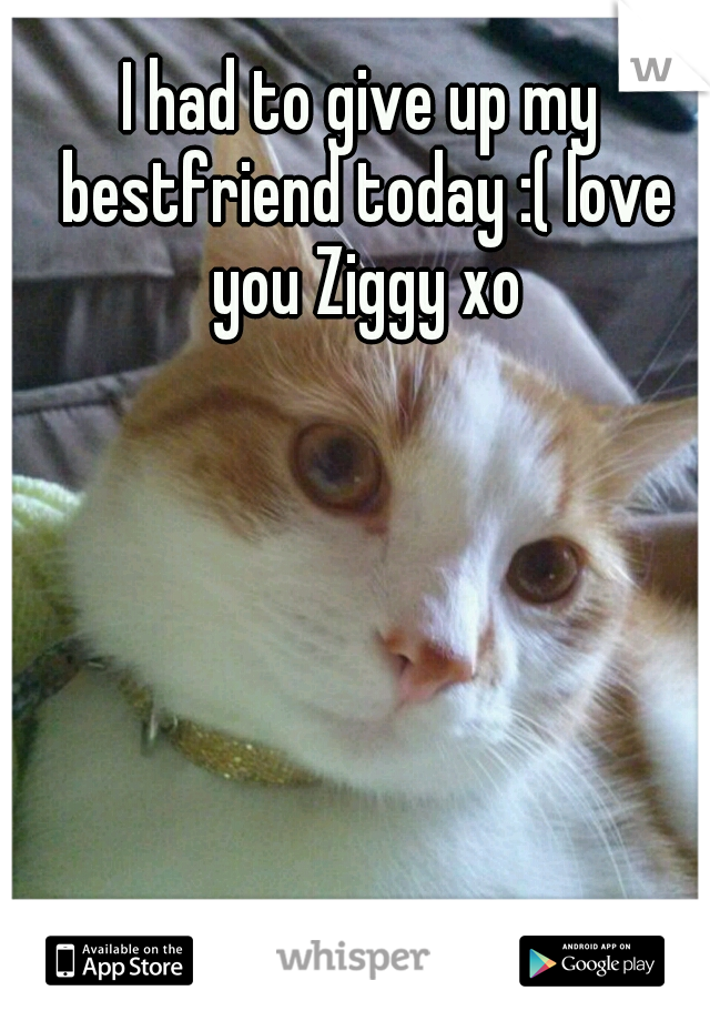 I had to give up my bestfriend today :( love you Ziggy xo