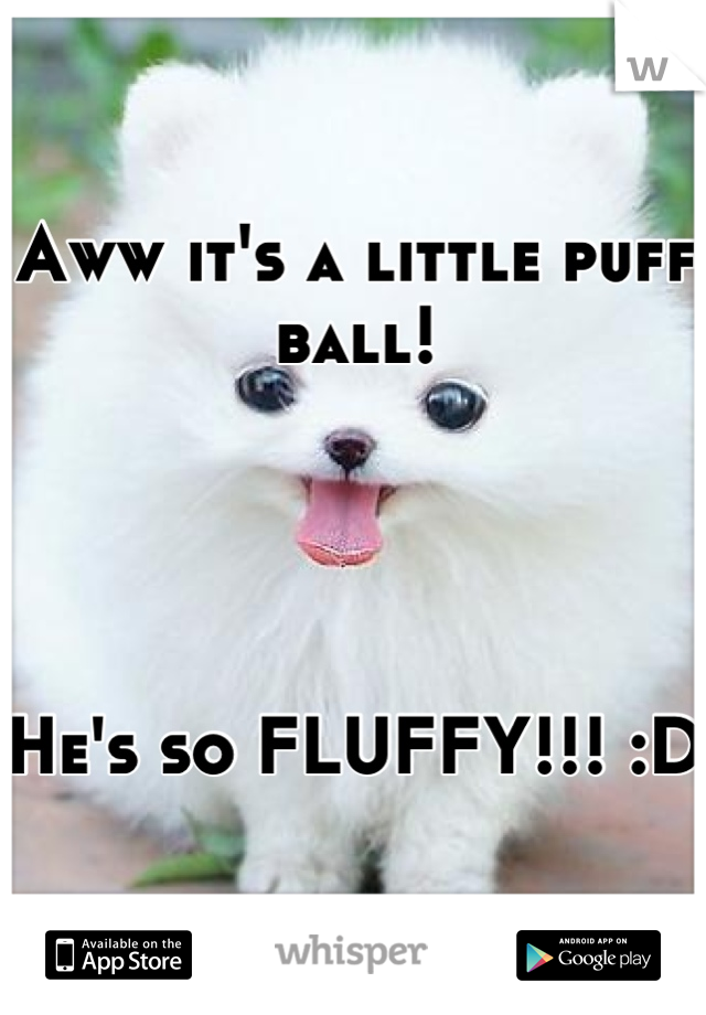 Aww it's a little puff ball! 




He's so FLUFFY!!! :D