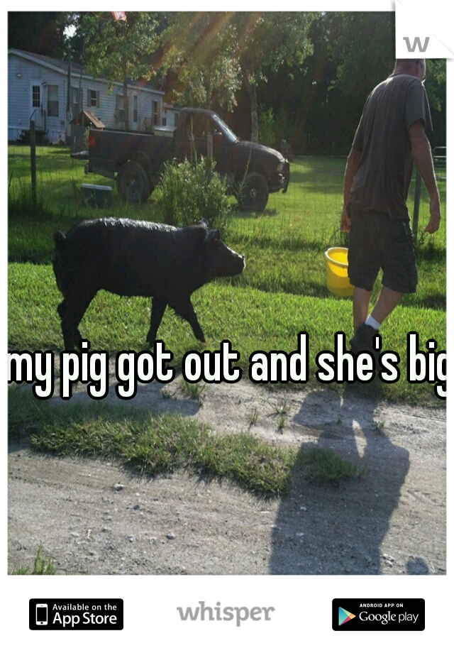 my pig got out and she's big 