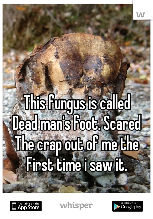 This fungus is called
Dead man's foot. Scared
The crap out of me the
First time i saw it.