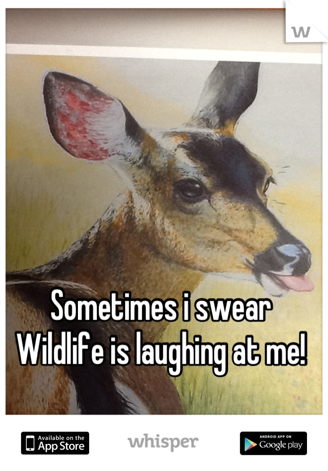 Sometimes i swear
Wildlife is laughing at me!