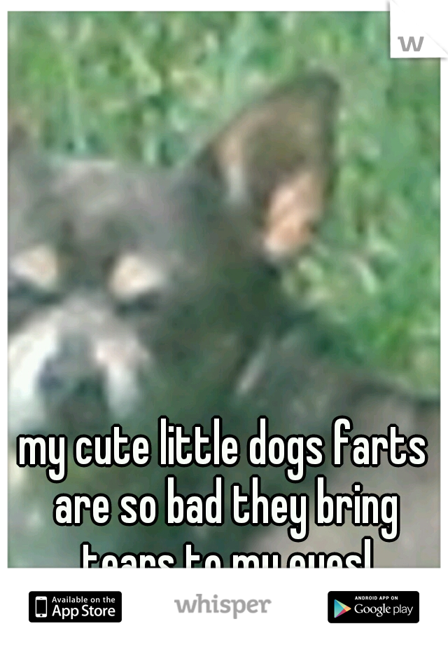 my cute little dogs farts are so bad they bring tears to my eyes!