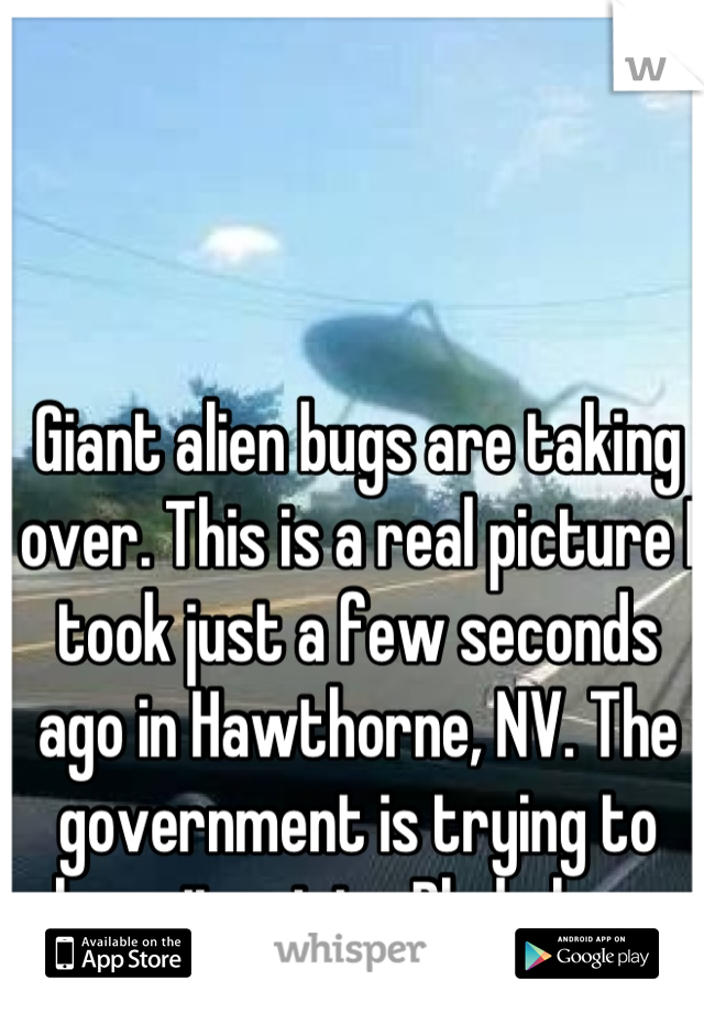 Giant alien bugs are taking over. This is a real picture I took just a few seconds ago in Hawthorne, NV. The government is trying to keep it quiet... Pls help us