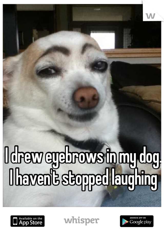 I drew eyebrows in my dog.
I haven't stopped laughing