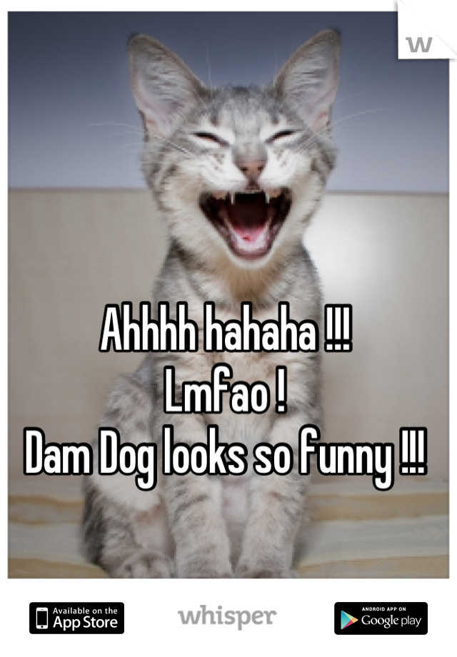Ahhhh hahaha !!!
Lmfao ! 
Dam Dog looks so funny !!!