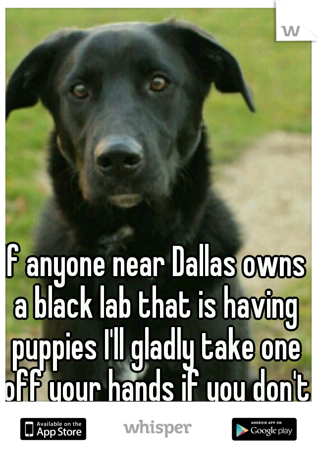 If anyone near Dallas owns a black lab that is having puppies I'll gladly take one off your hands if you don't want em!