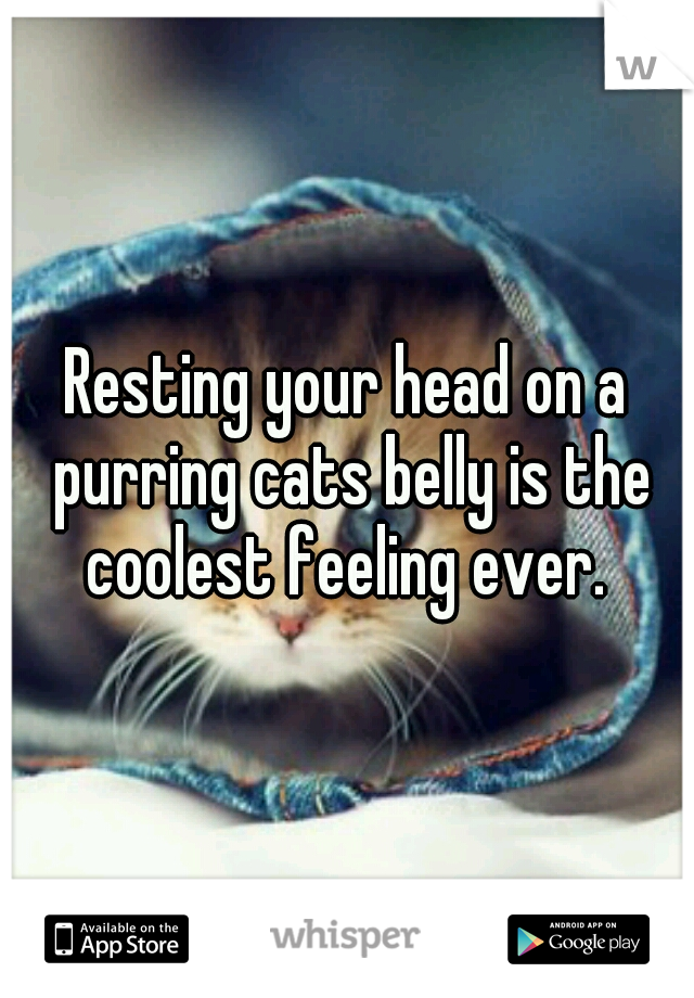 Resting your head on a purring cats belly is the coolest feeling ever. 