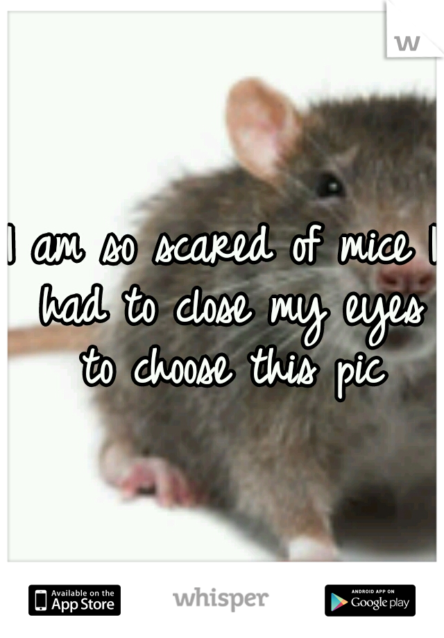 I am so scared of mice I had to close my eyes to choose this pic