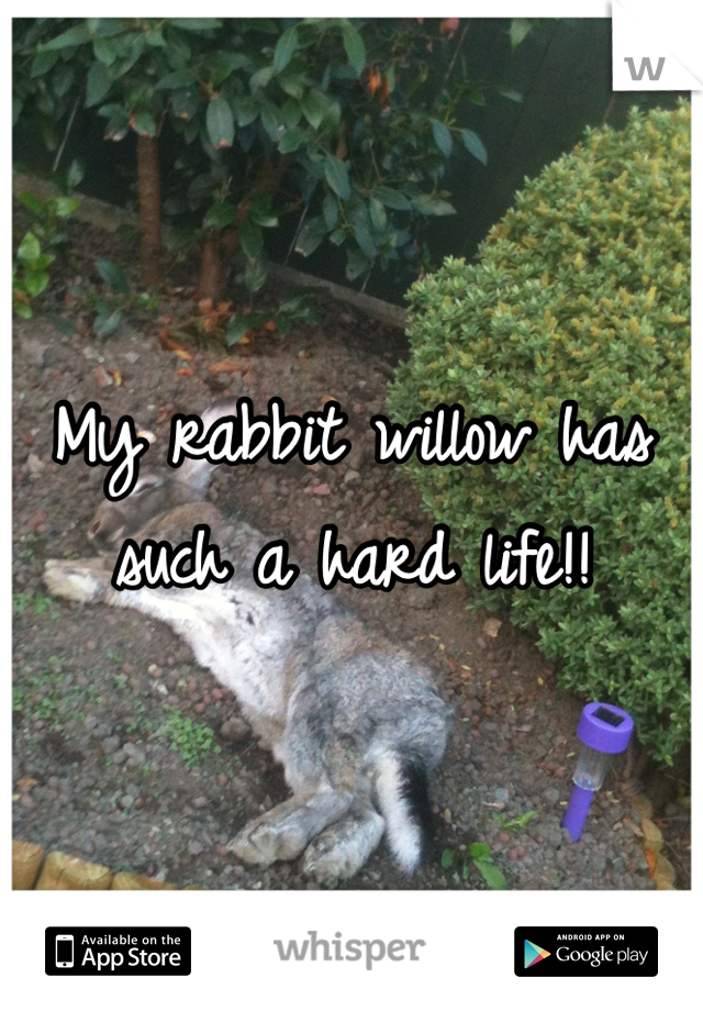 My rabbit willow has such a hard life!!
