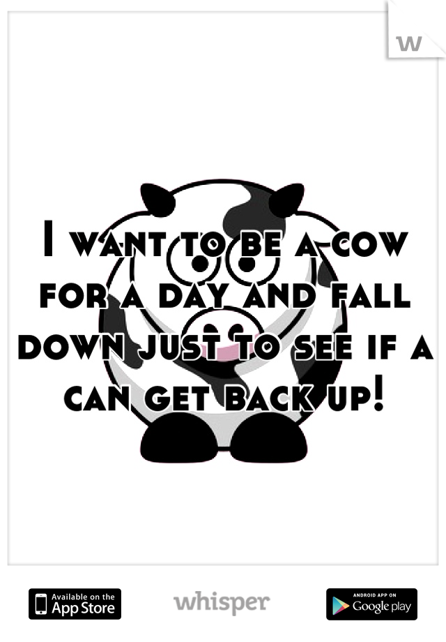 I want to be a cow for a day and fall down just to see if a can get back up!
