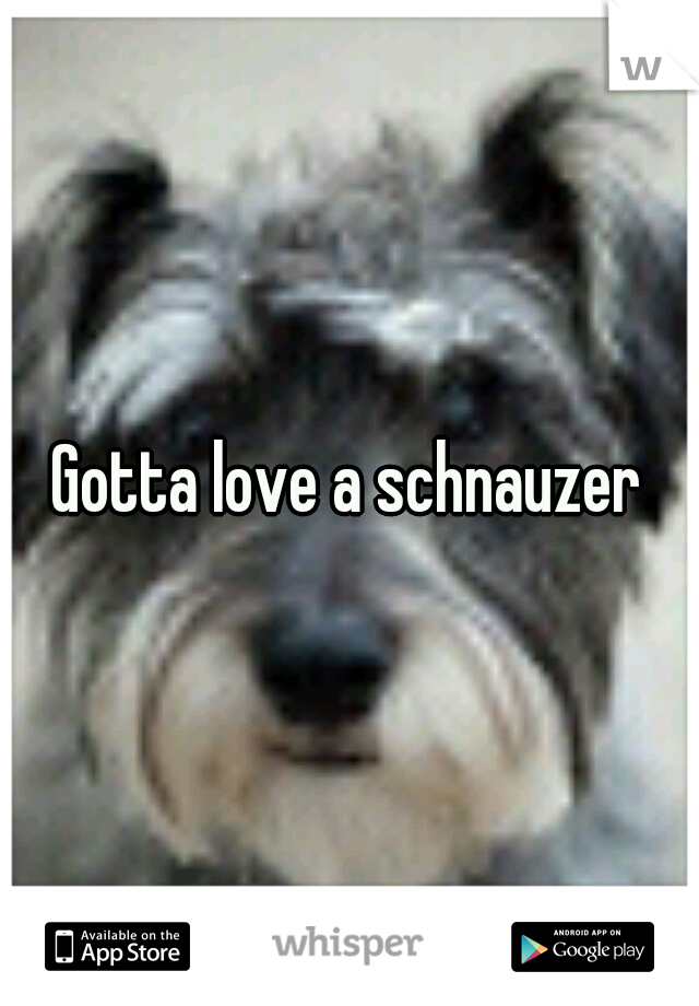 Gotta love a schnauzer