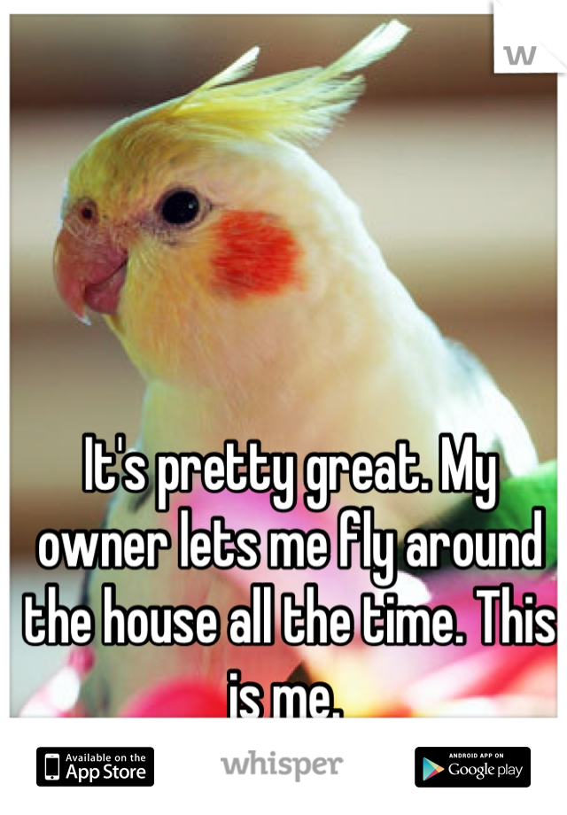 It's pretty great. My owner lets me fly around the house all the time. This is me. 
