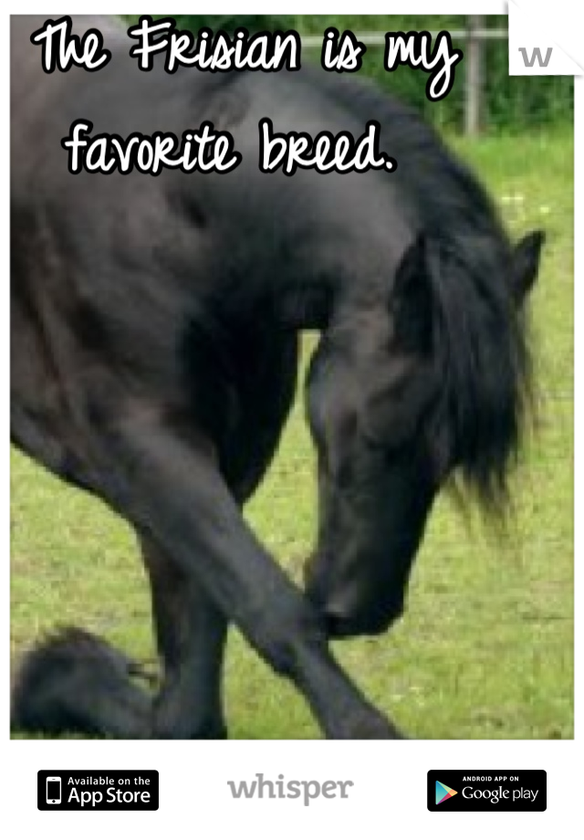 The Frisian is my favorite breed. 