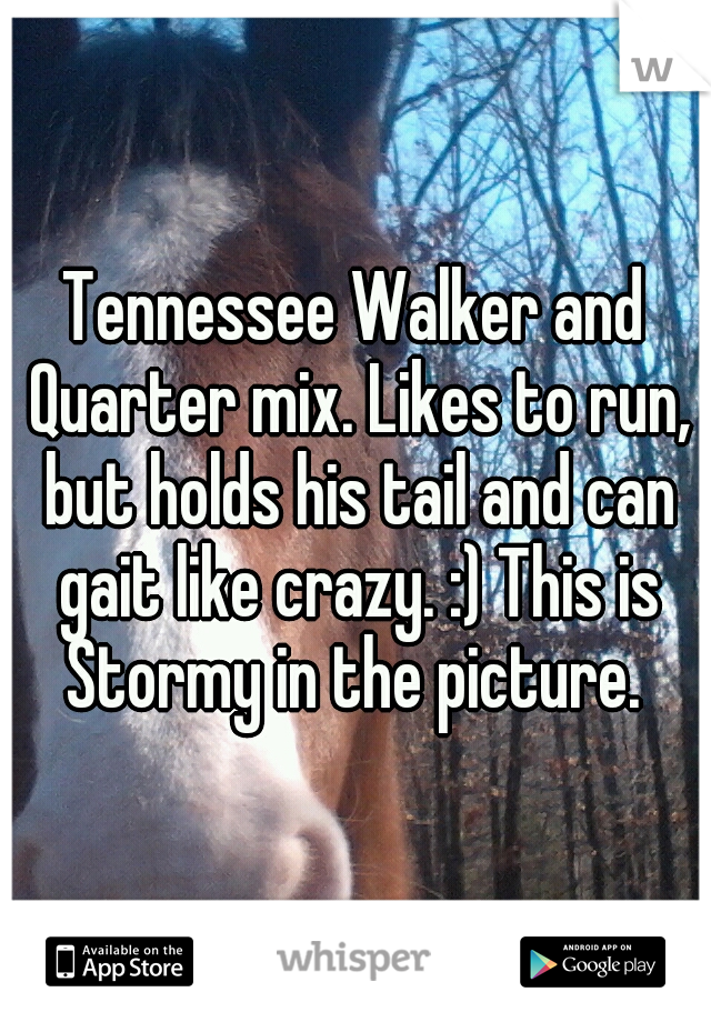 Tennessee Walker and Quarter mix. Likes to run, but holds his tail and can gait like crazy. :) This is Stormy in the picture. 