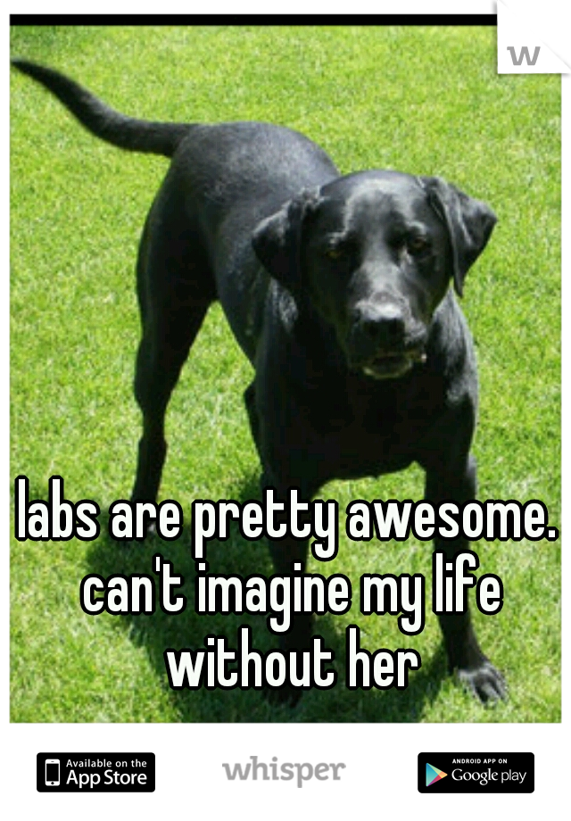 labs are pretty awesome. can't imagine my life without her