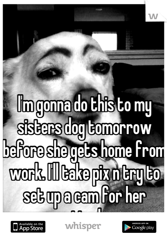 I'm gonna do this to my sisters dog tomorrow before she gets home from work. I'll take pix n try to set up a cam for her reaction lmao