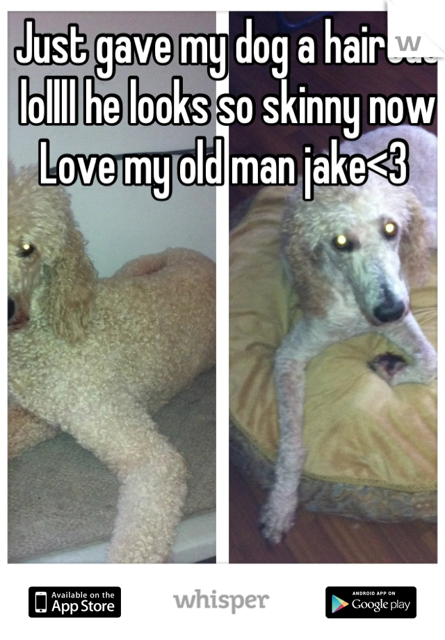 Just gave my dog a haircut lollll he looks so skinny now 
Love my old man jake<3 