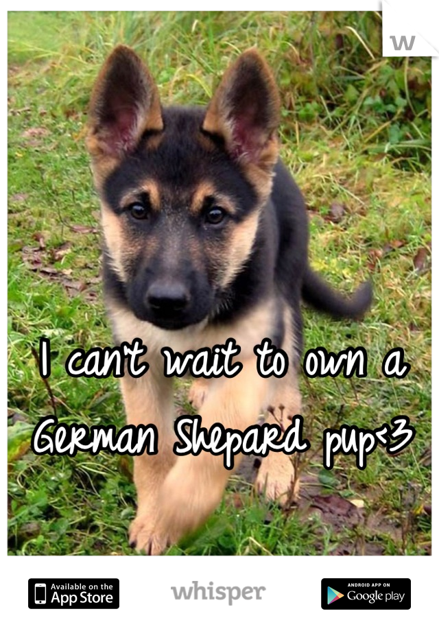 I can't wait to own a German Shepard pup<3