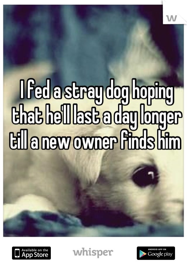 I fed a stray dog hoping that he'll last a day longer till a new owner finds him 