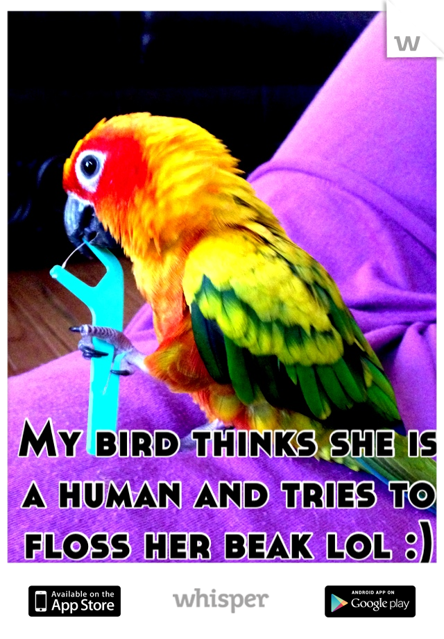My bird thinks she is a human and tries to floss her beak lol :)