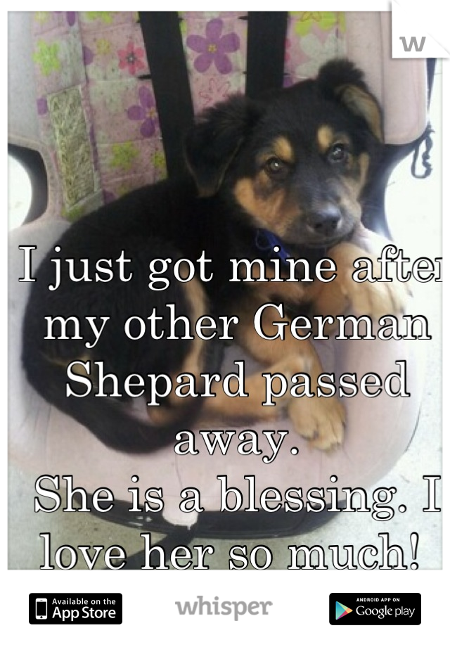I just got mine after my other German Shepard passed away. 
She is a blessing. I love her so much! 