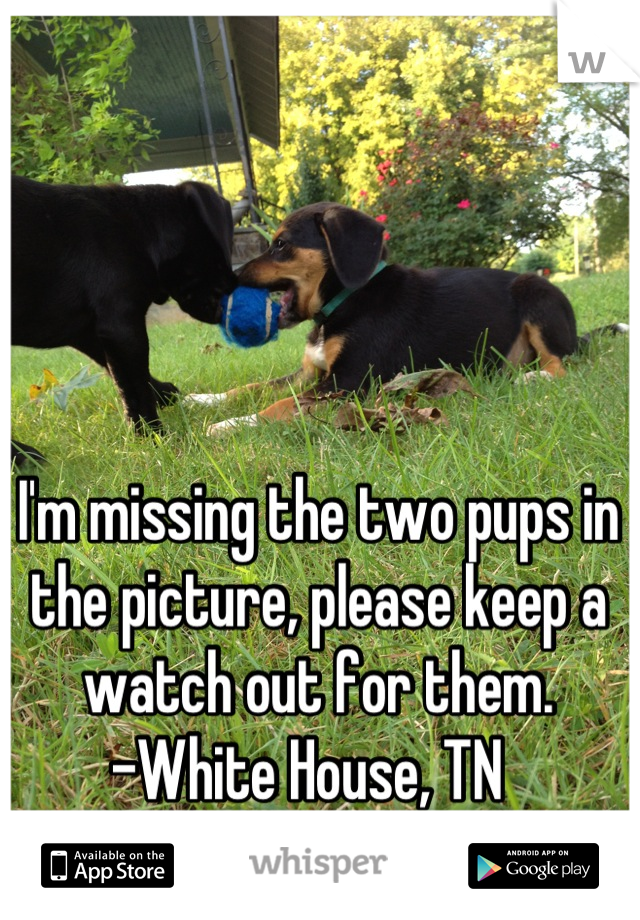 I'm missing the two pups in the picture, please keep a watch out for them. 
-White House, TN  