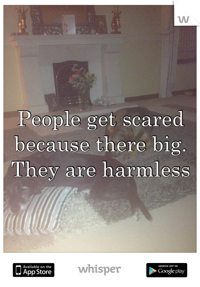 People get scared because there big. They are harmless