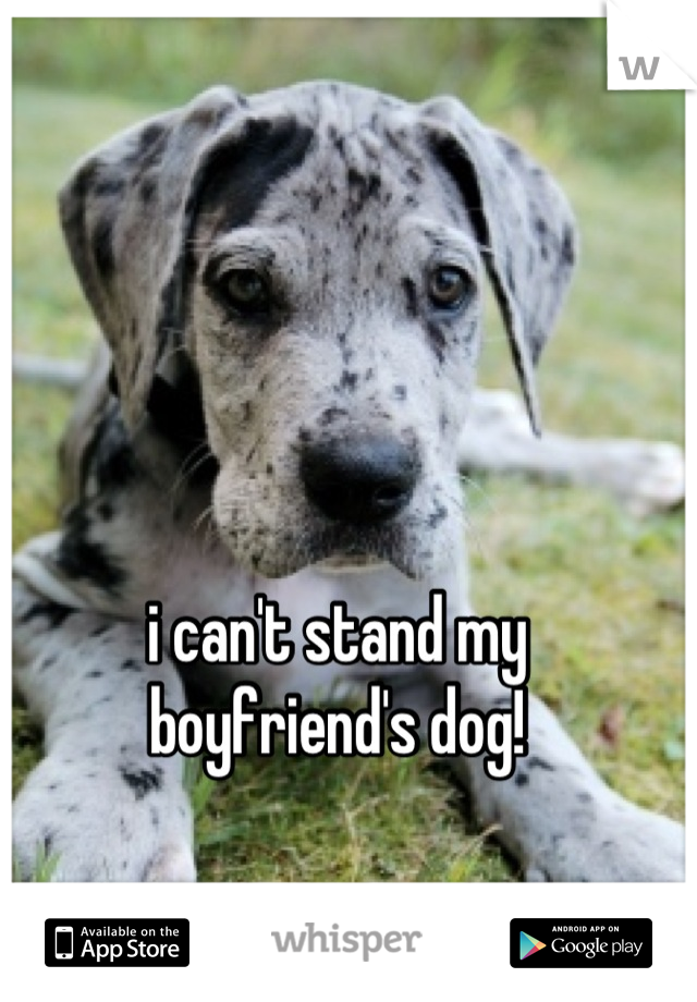 i can't stand my 
boyfriend's dog!