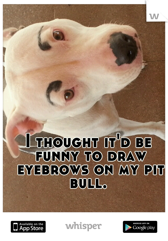 I thought it'd be funny to draw eyebrows on my pit bull. 