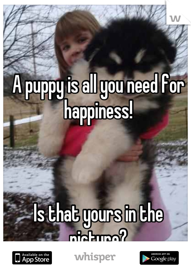 A puppy is all you need for happiness!



Is that yours in the picture?