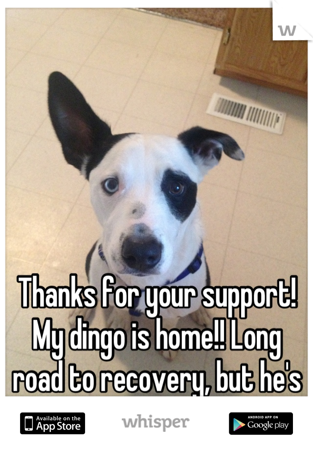 Thanks for your support! My dingo is home!! Long road to recovery, but he's home <3 