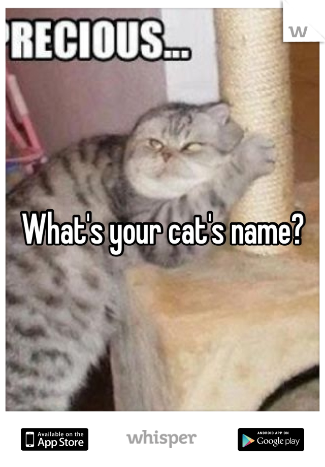 What's your cat's name?