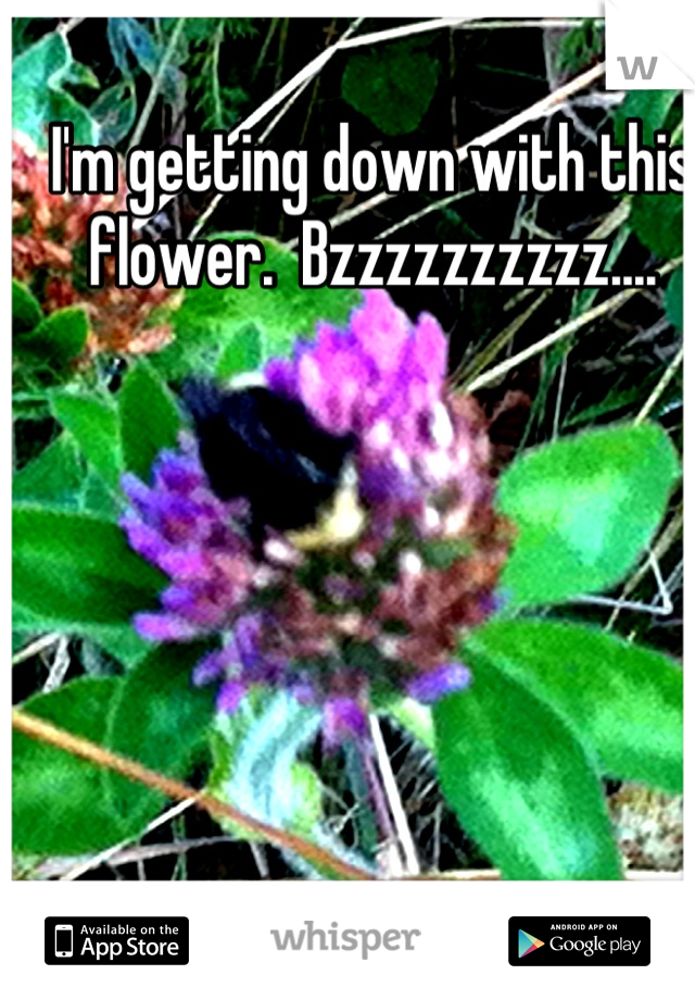I'm getting down with this flower.  Bzzzzzzzzzz....