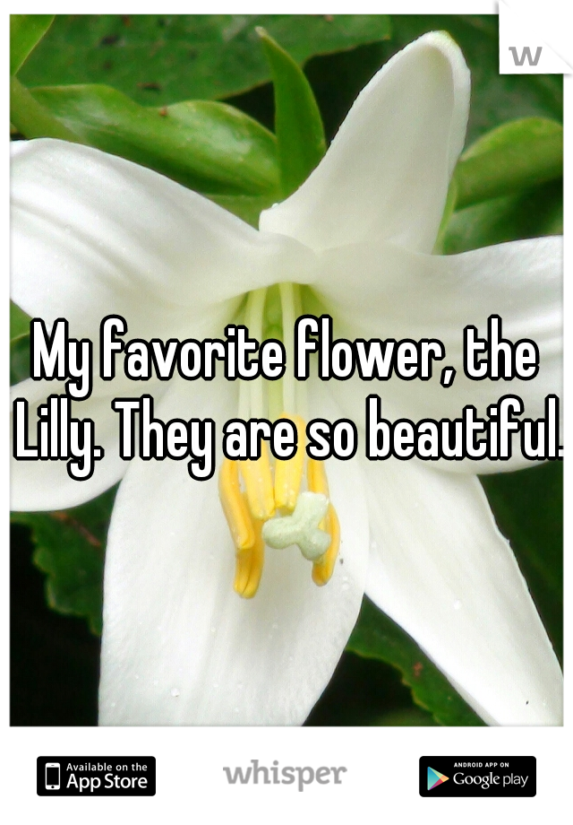My favorite flower, the Lilly. They are so beautiful. 