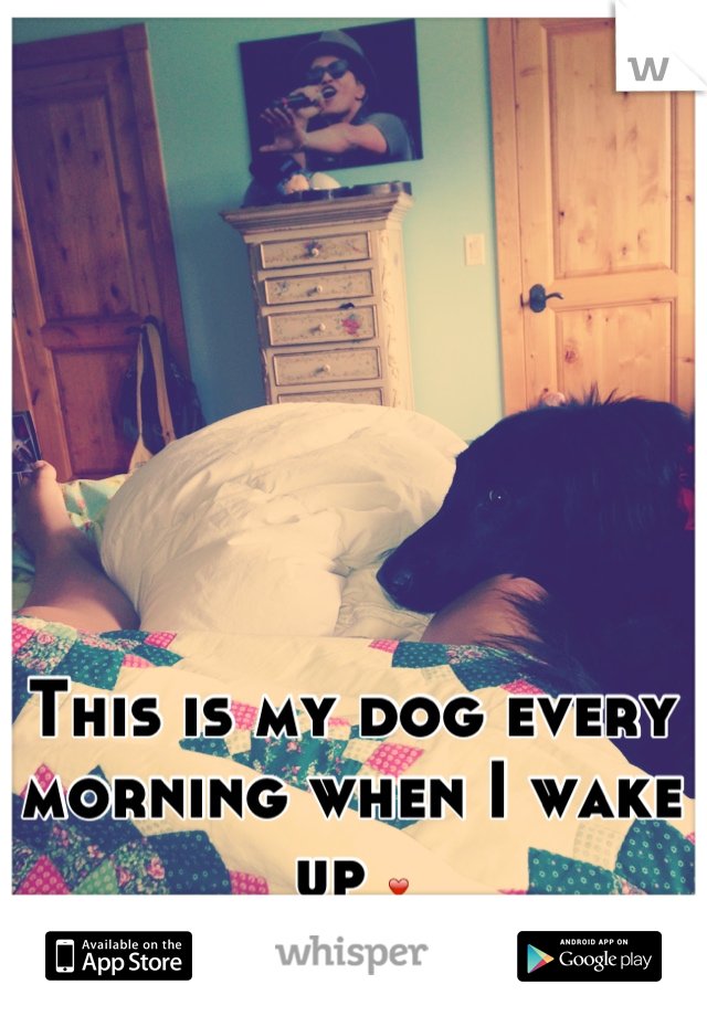 This is my dog every morning when I wake up ❤