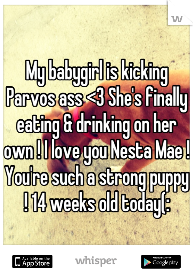 My babygirl is kicking Parvos ass <3 She's finally eating & drinking on her own ! I love you Nesta Mae ! You're such a strong puppy ! 14 weeks old today(: