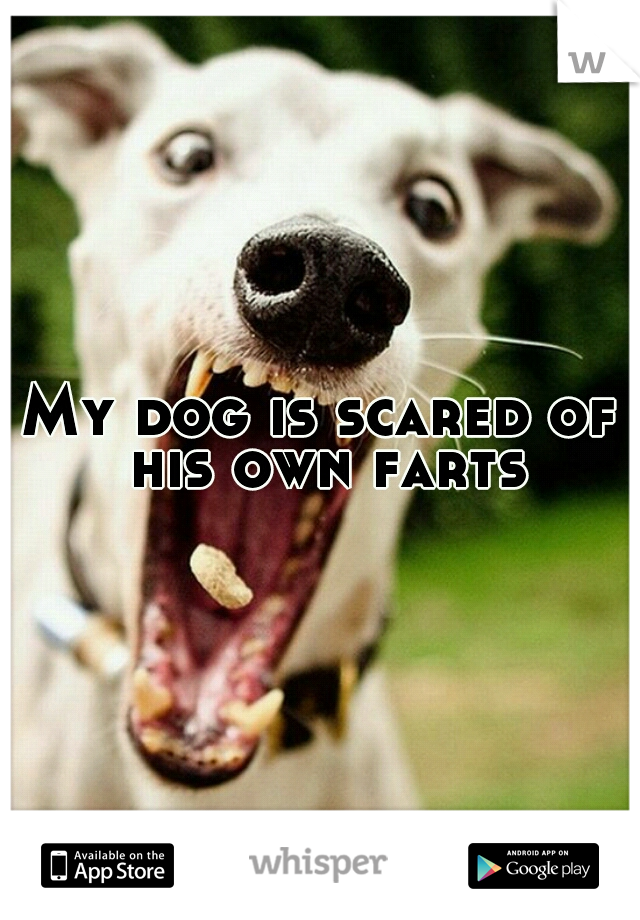 My dog is scared of his own farts