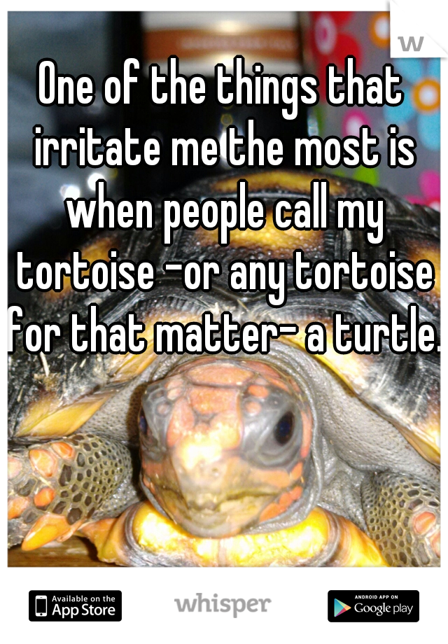 One of the things that irritate me the most is when people call my tortoise -or any tortoise for that matter- a turtle. 