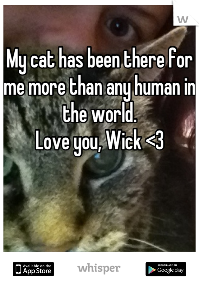 My cat has been there for me more than any human in the world.
Love you, Wick <3



