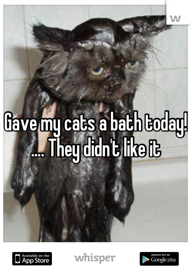 Gave my cats a bath today! .... They didn't like it