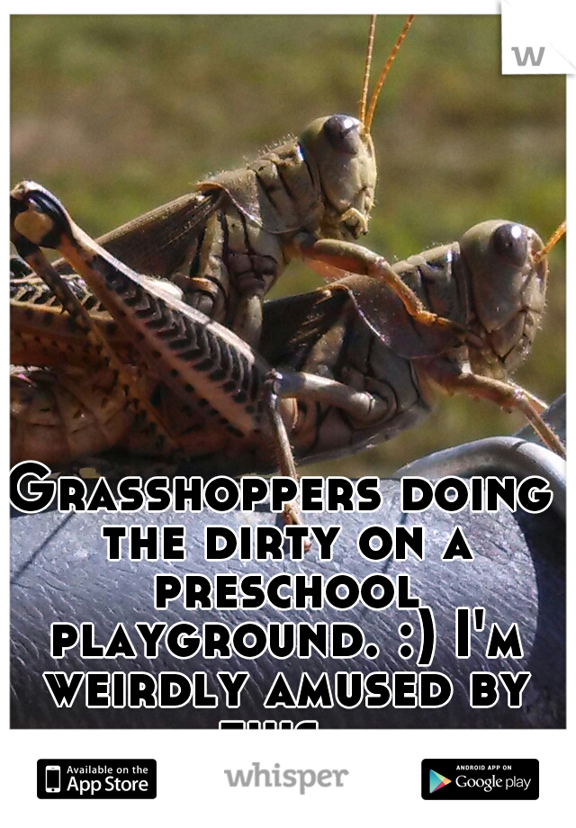 Grasshoppers doing the dirty on a preschool playground. :) I'm weirdly amused by this. 