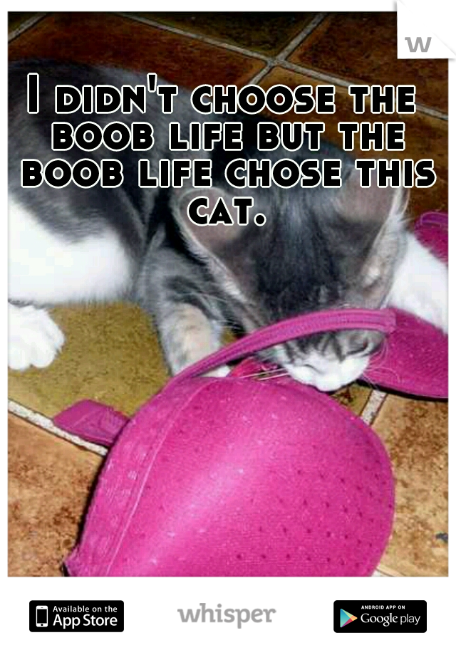 I didn't choose the boob life but the boob life chose this cat.