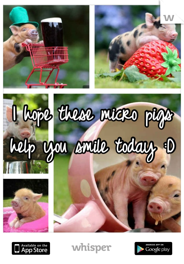 I hope these micro pigs help you smile today :D