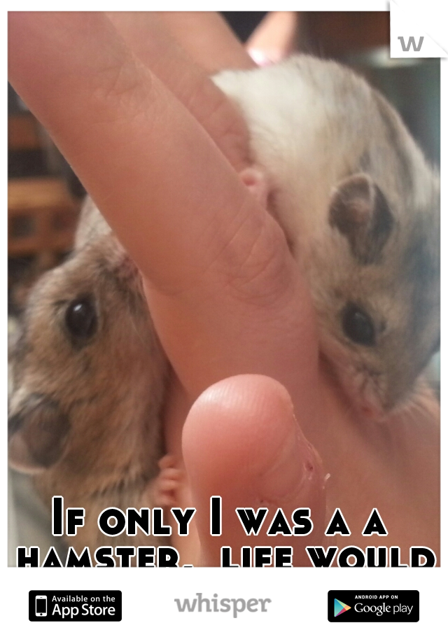 If only I was a a hamster,  life would be so easy! 