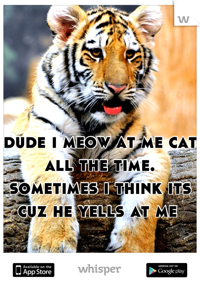 dude i meow at me cat all the time. 
sometimes i think its cuz he yells at me 