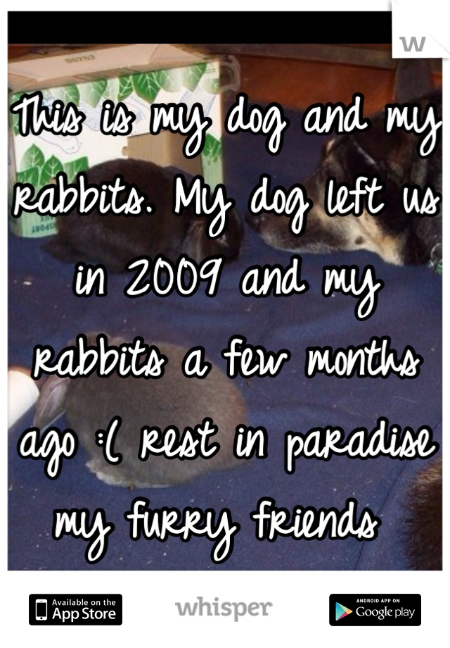 This is my dog and my rabbits. My dog left us in 2009 and my rabbits a few months ago :( rest in paradise my furry friends 